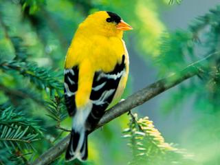 обои Красивая желтая птичка фото