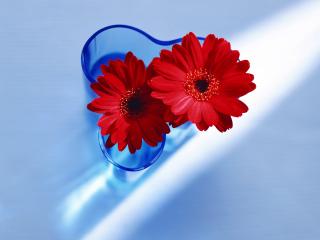 обои Два красивых красных цветка фото
