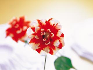 обои Изящный цветок георгина фото