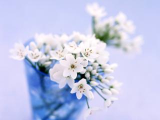 обои Красивые белые,   маленькие цветочки фото