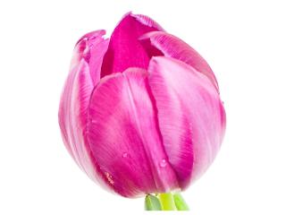 обои Бутон розового тюльпана фото