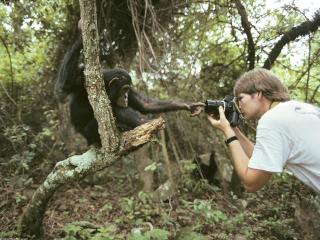 обои Снимает обезьяну фото