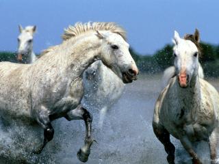 обои Лошади белые бегут по воде фото