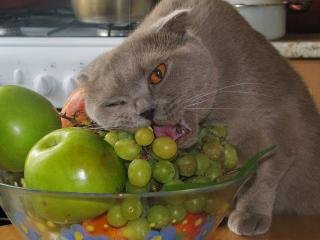 обои Британский кот любитель винограда фото