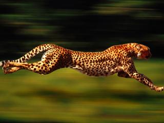 обои Леопард на скорости фото