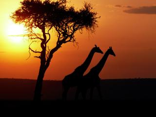 обои Жирафы на фоне заката фото