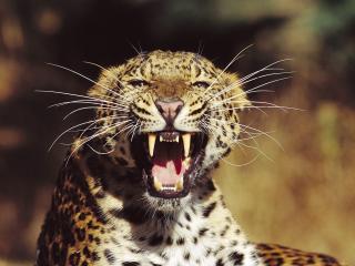 обои Леопард скалит зубы фото
