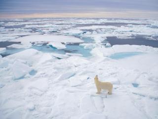 обои Белый медведь среди льдов фото