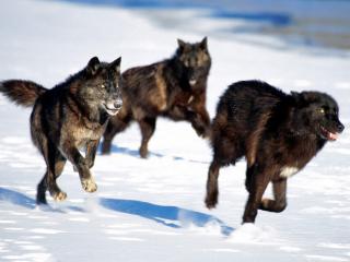 обои Волки бегут за добычей фото