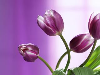 обои Фиолетовые тюльпаны с изгибом фото