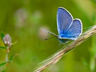 обои Голубая бабочка,   колосок фото
