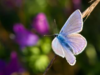 обои Мохнатая голубая бабочка на веточке фото