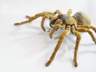 обои Большой и грозный паук фото