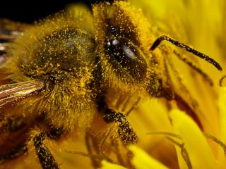 обои Пчела на цветке,   желтая пыльца фото