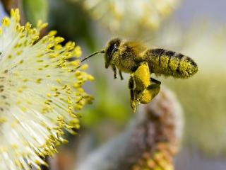 обои Пчела собирает пыльцу фото
