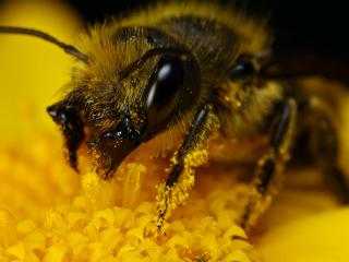 обои Пчела на желтом цветке,   испачкалась в пыльцу фото