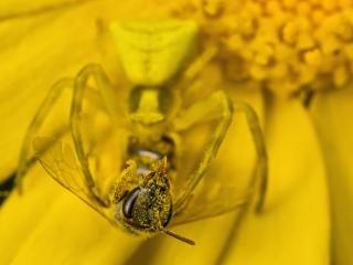 обои для рабочего стола: Пчела в плену у паука