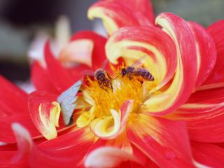 обои Красный георгин,   желтая срединка,   пчелы на цветке фото