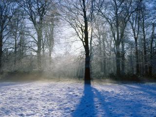 обои Тень от дерева на снегу фото