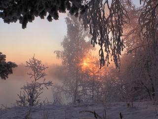 обои Зимний лес,   оранжевое солнце у горизонта фото