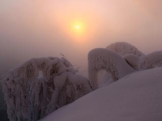 обои Обильный снег,   туман,   солнце фото