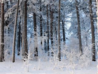 обои Деревья,   стволы деревьев в снегу фото