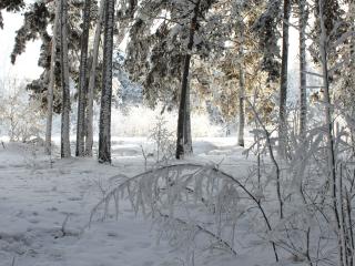 обои Тихий зимний день в лесу фото