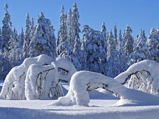 обои Тонкие деревья наклонились под тяжестью снега фото