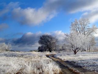 обои Красивый зимний пейзаж,   утренний заморозок фото
