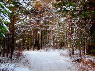 обои Цветной лес зимой фото