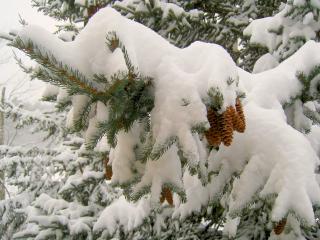 обои Ветка ели,   снег,   шишки фото