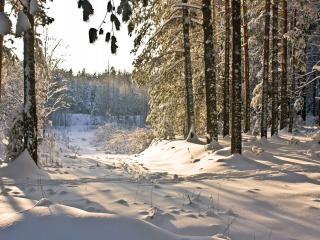 обои Сосновый лес,   зима и снег фото