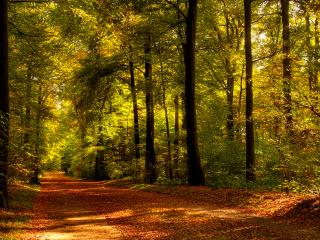 обои Дорога усыпанная опавшими листьями фото