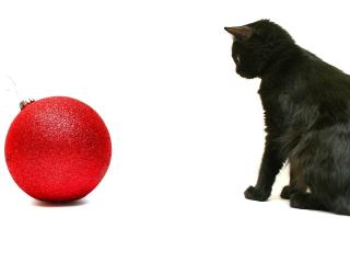 обои Черная кошка,   красная елочная игрушка фото
