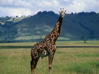 обои Жираф на фоне холмов в Африке фото