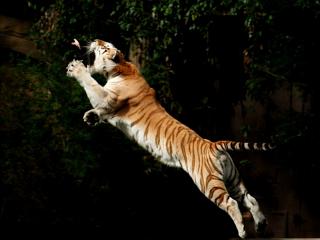обои Тигр,   прыгающий за добычей фото