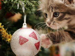 обои New Year,   котенок играет с новогодним шаром фото