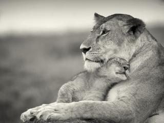 обои Заботливая мама львица фото