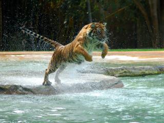 обои Тигр прыгнул в воду фото