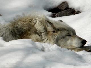 обои Спящий волк фото