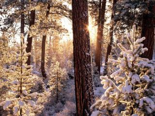 обои Зимний лесной вид на фоне солнечных лучей фото