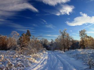 обои Зимняя дорога по лесу фото