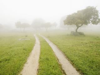 обои Проселочная дорога,  туман,   трава,   деревья фото