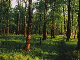 обои Березовый лес,   трава фото