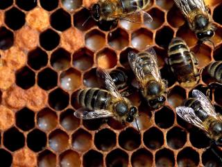 обои Пчелы в работе над медом,   соты фото