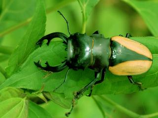 обои Рогатый жук на зеленой листве фото