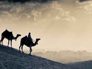 обои Верблюды,   корабли пустыни фото