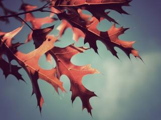 обои Осенние красные листья фото