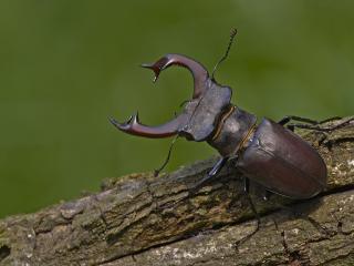 обои Рогатый жук на коре дерева фото