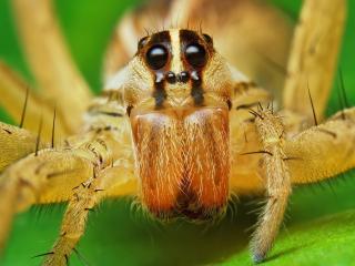 обои Прикольный взгляд желтого паука фото